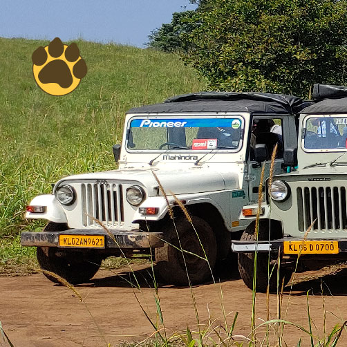 jeep safari in thekkady by thekkady jungle safari