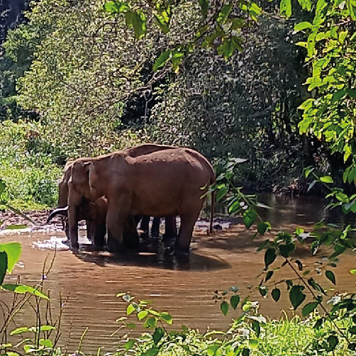 Elephants-Thekkady-Jeep-Safari-by-periyar-cabs